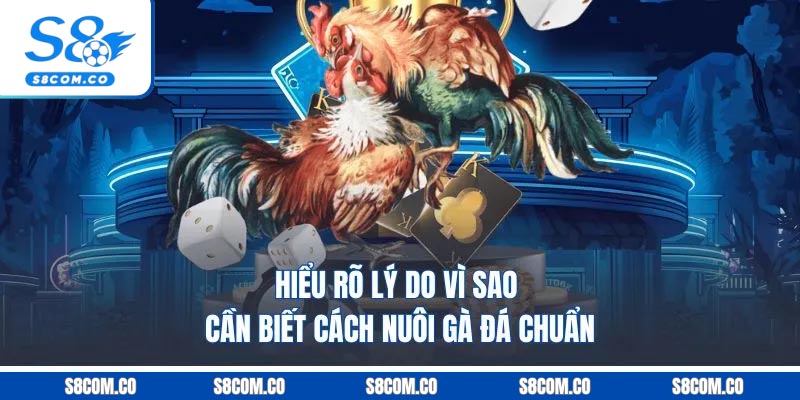 Hiểu rõ lý do vì sao cần biết cách nuôi gà đá chuẩn